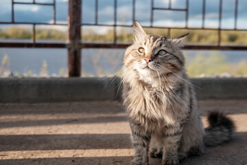 A fluffy gray cat walks along the embankment. The cat is basking in the sun on a summer day.