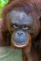 Close up details orang utan borneo (Pongo pygmaeus) face portrait