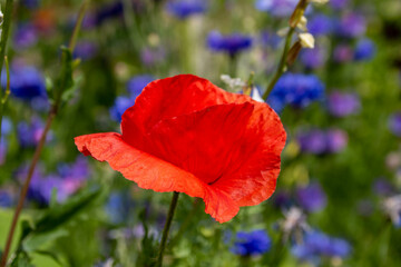 beautiful bright red poppy with blurred vivid blue cornflowers in the background
