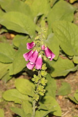Digitalis purpurea, a rare perennial forest mountain herb
