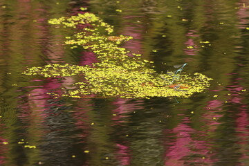 blue dragonflies on water surface with purple reflection of flowers in water