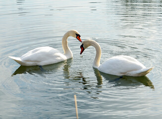 two swans on the lake