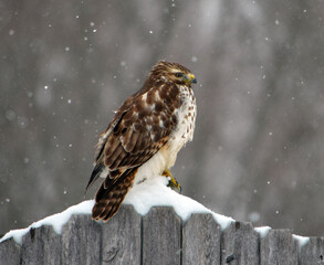 red tailed hawk in the snow