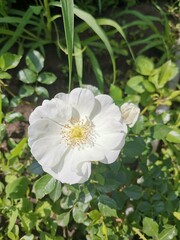 Obraz premium Clear white flowers. Blurred background