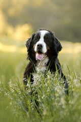 bernese mountain dog sitting on grass