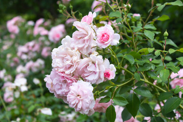 pink rose bush
