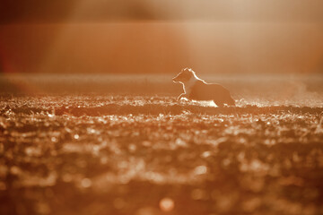 Shetland Sheepdog on the field