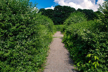 Fototapeta na wymiar walking country path among deciduous bushes, place for walking towards forest with big trees on a sunny summer day in a park with blue sky and clouds, nobody.