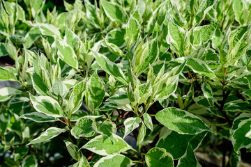 Many small vivid variegated green and white leaves on branches of Cornus Alba Elegantissima shrub.in a garden in a sunny spring day, beautiful outdoor botanical background with selective focus