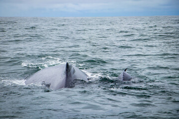 Fototapeta premium whale in the Pacific Ocean