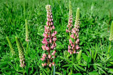 Close up of pink flowers of Lupinus, commonly known as lupin or lupine, in full bloom and green grass in a sunny spring garden, beautiful outdoor floral background photographed with soft focus.