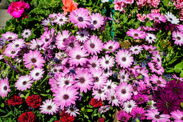 White and purple flower of Osteospermum plant, commonly know as daisybushes or African daisies in a in a sunny spring garden, fresh natural outdoor and floral background.