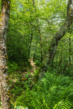 North Carolina Hiking Trails © nikonshot