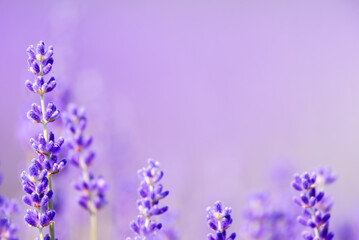 Fragrant lavender flowers blooming in a field, close-up. Purple background, soft focus.