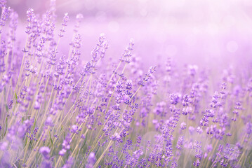 Purple abstract background, blooming lavender flowers with bokeh circles. - 518590385
