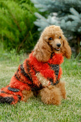 Summer vacation with your pets. A brown poodle puppy sits on a toawa in the park in summer.