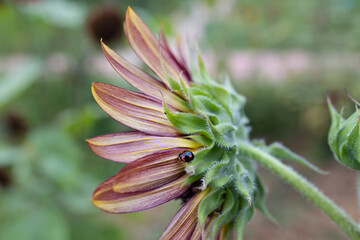 ladybug on a sunflower