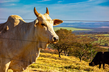 Nellore cattle. Portrait of a Nelore cow in the pasture behind the wires of a fence.