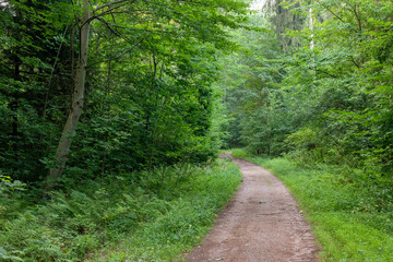 Gravel road through sunny green forest - HDR