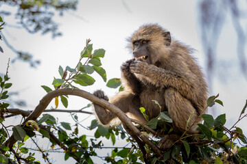 Young baboon sitting in a tree eating berries.
