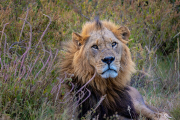Obraz na płótnie Canvas Stunning male lion resting and keeping a watchful eye around him. Blending perfectly into the African long grass and showing he is well suited to his environment.