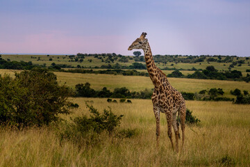 A giraffe in the long grass feeding and looking for food.