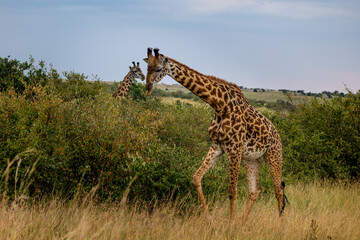 Giraffes in the long grass and bushes feeding and looking for food.