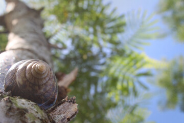 Selective focus of shelled snail climbing tree trunk