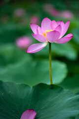 The lotus opens ten li xiang