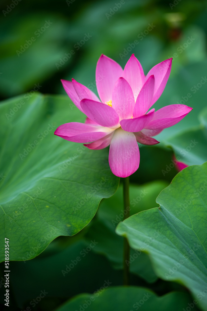 Wall mural The lotus opens ten li xiang