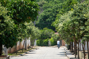 trees on the cement street, Colombia