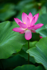 The lotus opens ten li xiang