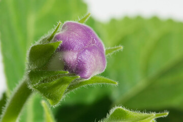 Violet handbell flower of Gloxinia or Sinningia on white background.