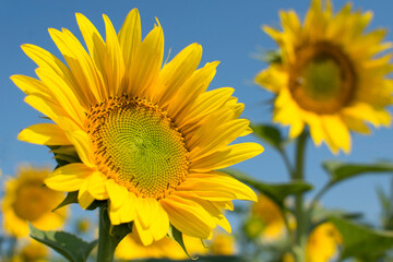 Flowering sunflower heads. Growing sunflower in an agricultural field