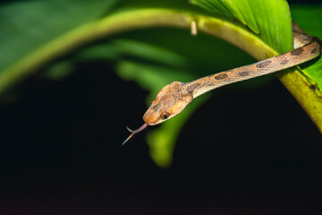 Tree Snake Forked Tongue