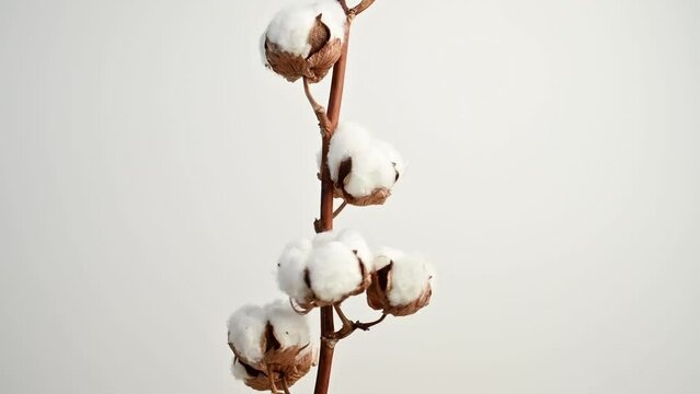 Branch of cotton with beautiful fluffy lush white flowers against white wall. Natural organic cotton, vegetable fiber, delicate flowers, agriculture, raw materials for making fabric. 4K video footage