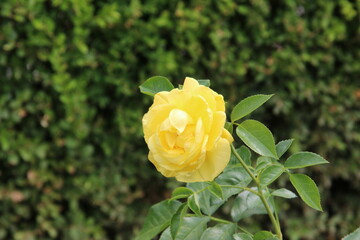 yellow rose in the garden
