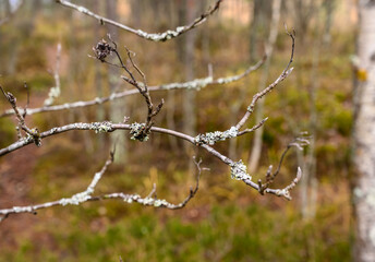 Natural Forest Background With Lichen On Tree Branches