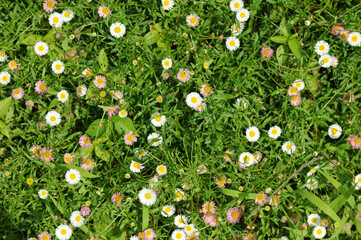 小さな花　small flower