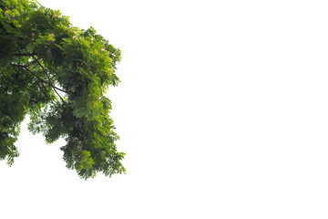 branch of a tree