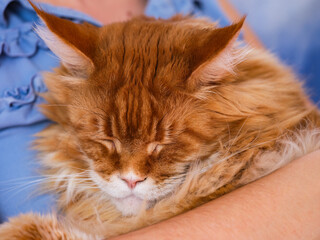 Ginger maine coon cat sleeping on its owner