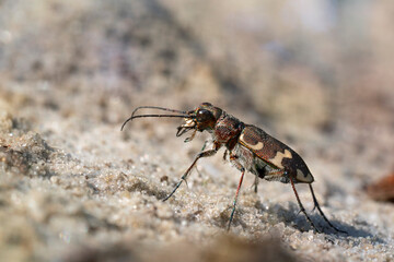 Cicindela hybrida, also known as the northern dune tiger beetle. Place for text.