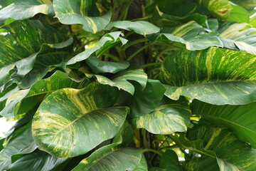 Fototapeta na wymiar fresh ivory betel leaf outside the garden in the sun