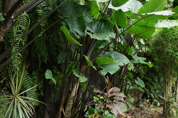 outdoor garden, taro plant with big leaves in the sun