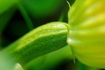 owoc małej cukinii, makro, zucchini