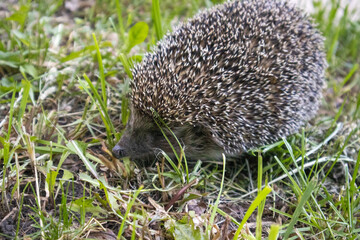 Cute hedgehog on the background of green grass in the forest