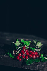 Red currant stilllife. Focus is on the branch of berries.