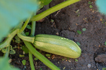 Fresh organic green zucchini grows in the garden between the leaves, close up
