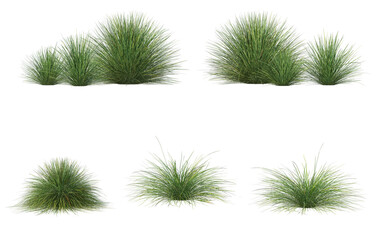 Grass on a white background