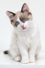 Mixed breed cat with blue eyes looking at camera in the studio by a white background